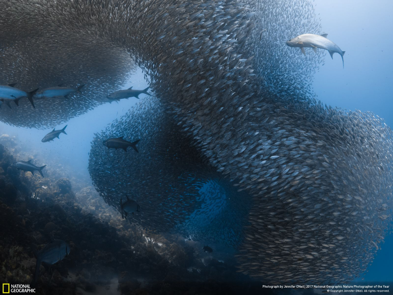 Illustration for article titled Las fotos ganadoras del concurso anual de National Geographic muestran un planeta tan hermoso que no lo merecemos